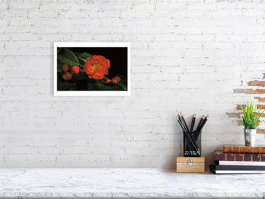 Example small framed photo of Japanese flowering quince on white brick wall with shelf and books