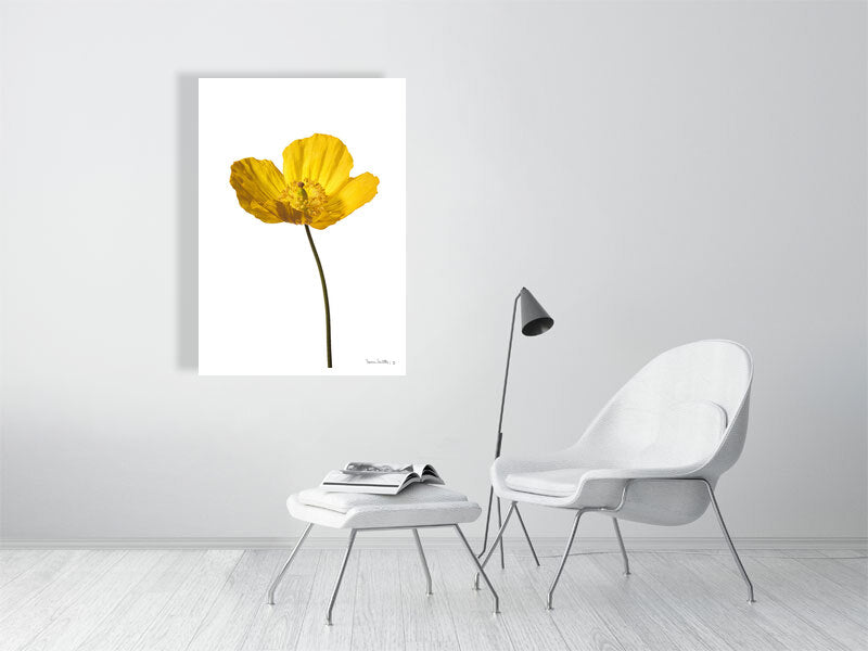 giclée print of Yellow Poppy No 2 botanical photograph by Botanographia