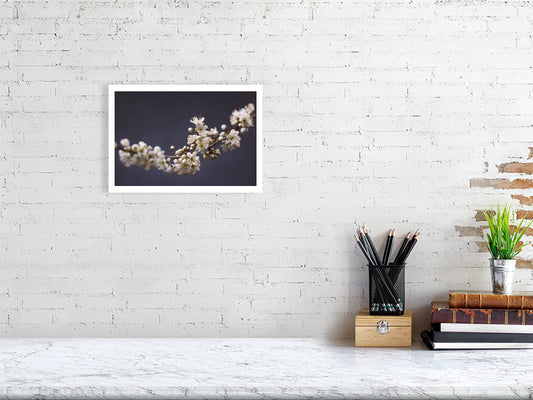 A4 giclée print of Blackthorn Bough botanical photograph by Botanographia