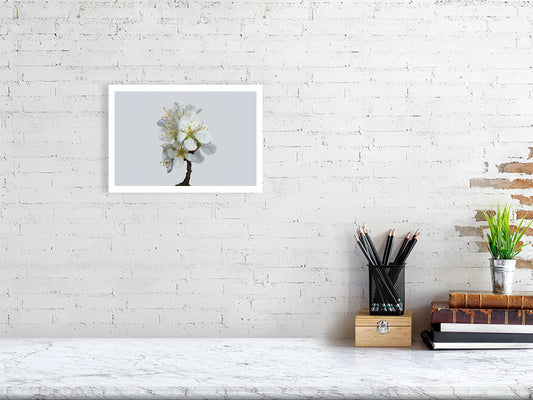 A4 giclée print of Victoria Plum Blossom No1 botanical photograph by Botanographia