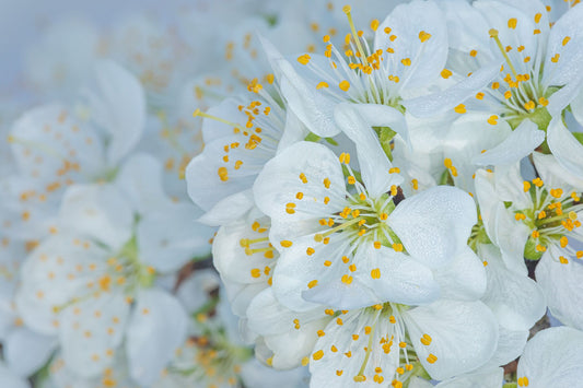 Full frame photo of white Victoria plum blossom captured in natural light.