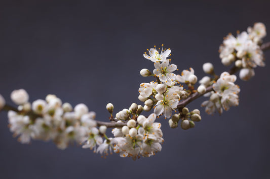 Blackthorn Bough