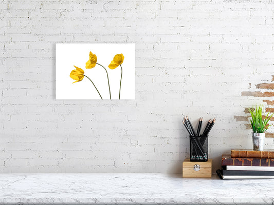 A3, 420 x 297 mm, 16.5 x 11.7 inches giclée print of Yellow Poppy Triplet botanical photograph by Botanographia