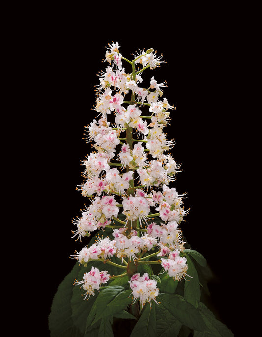 Horse chestnut in bloom: a candle-like grouping of flowers white and pink