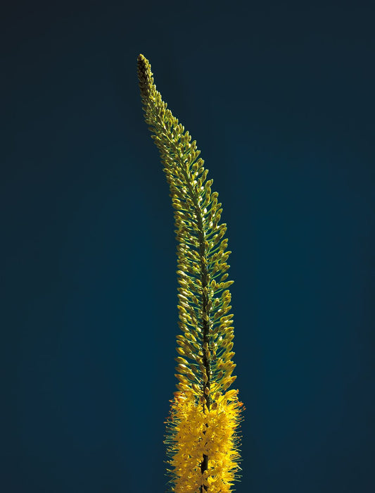 Foxtail Lily Stem