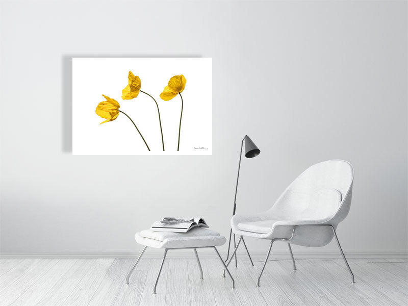 giclée print of Yellow Poppy Triplet botanical photograph by Botanographia