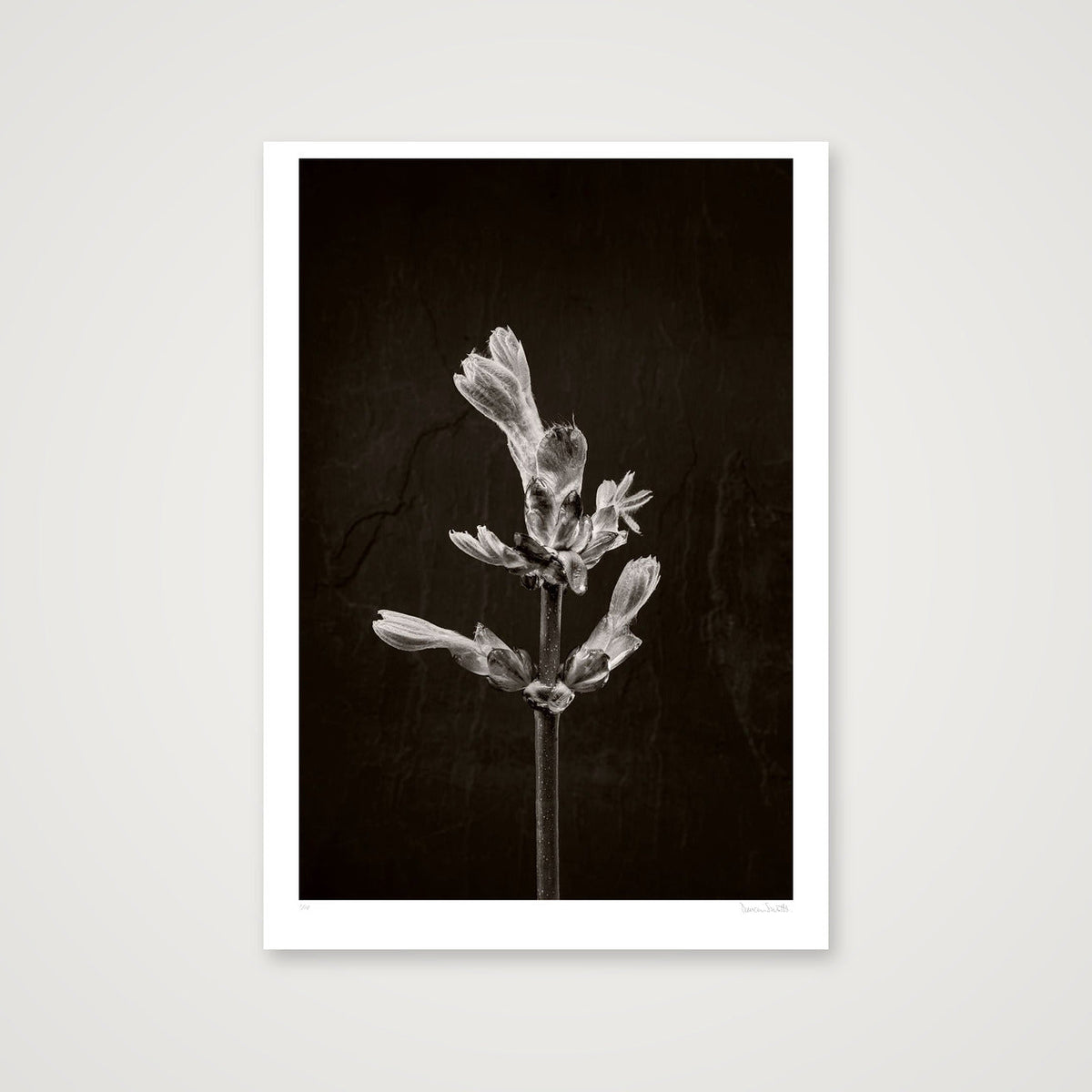Horse Chestnut Stem No 1 — 70×100cm, 28×39" Print only