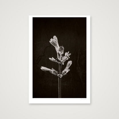 Horse Chestnut Stem No 1 — 70×100cm, 28×39" Print only