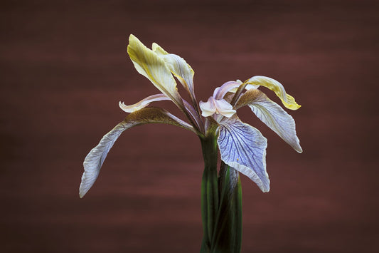 Stinking Iris