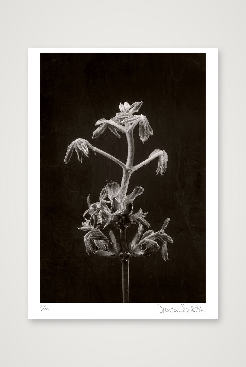 Horse Chestnut Stem No 2 — 70×100cm, 28×39" Print only