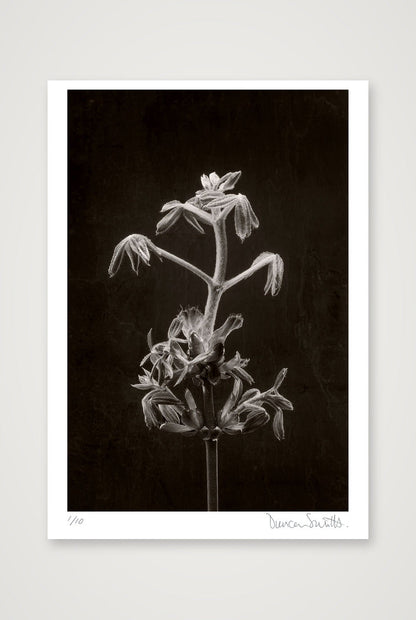 Horse Chestnut Stem No 2 — 70×100cm, 28×39" Print only
