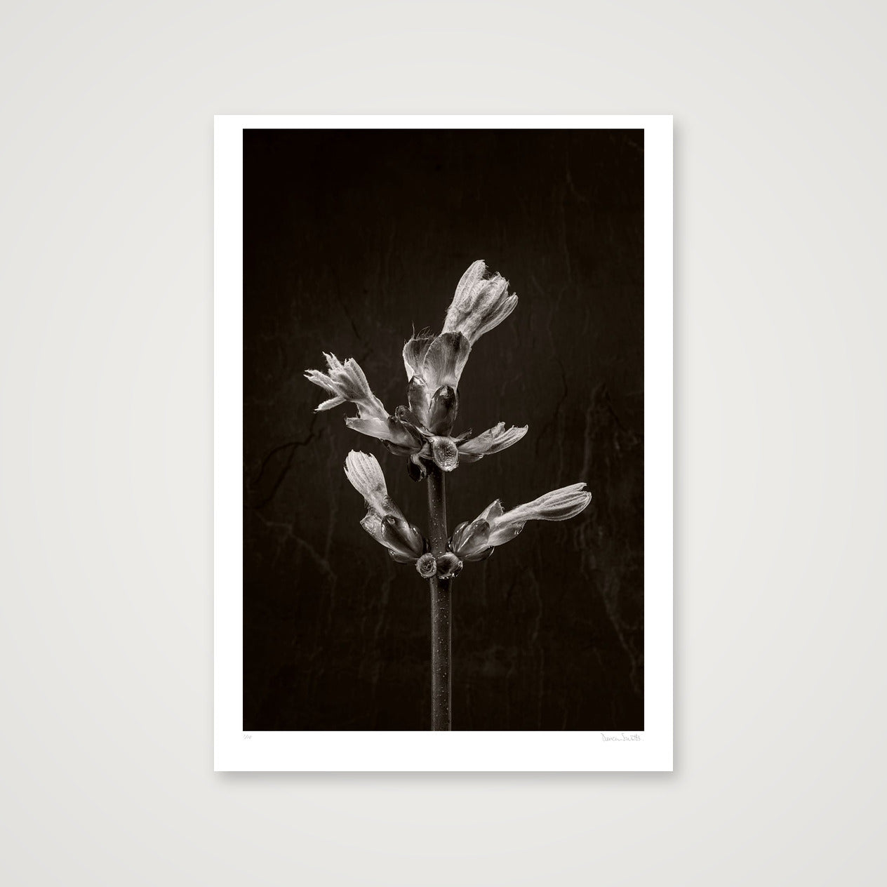 Horse Chestnut Stem No 3 — 70×100cm, 28×39" Print only