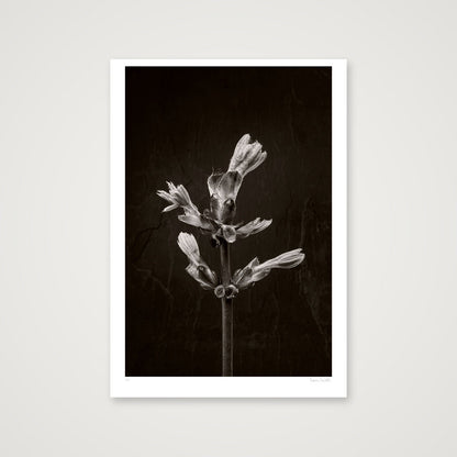 Horse Chestnut Stem No 3 — 70×100cm, 28×39" Print only