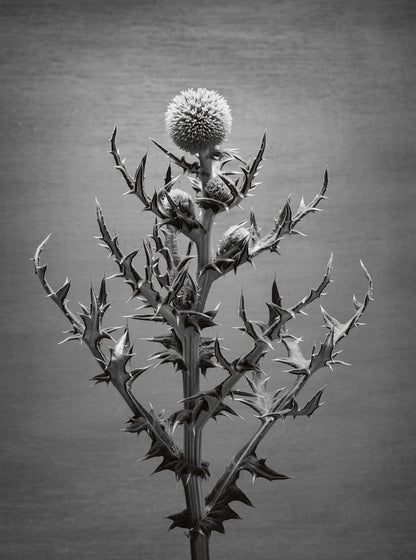 Echinops Study