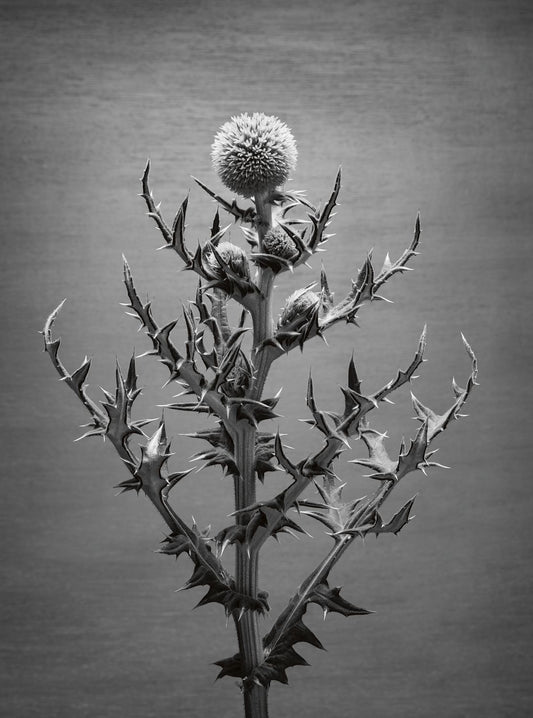 Echinops Study