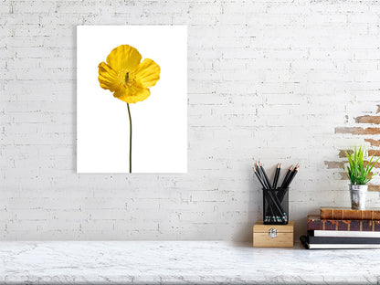500 x 700 mm, 19.7 x 27.6 inches- Signed, limited edition of 50 giclée print of Yellow Poppy No 3 botanical photograph by Botanographia