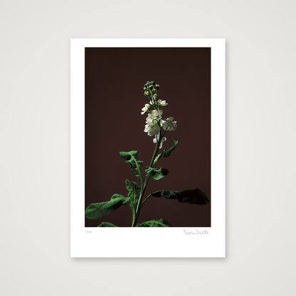 Stock Stem — A4 (21×30cm, 8×12") Print only