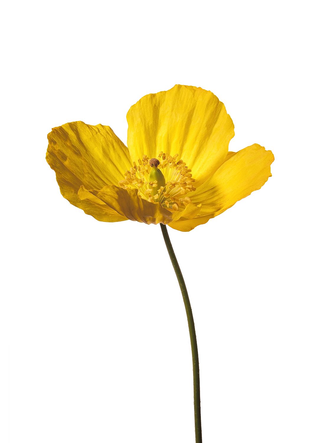 Yellow Poppy No 2
