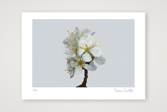 Victoria Plum Blossom No 1 — A3 (42×30cm, 17×12") Print only