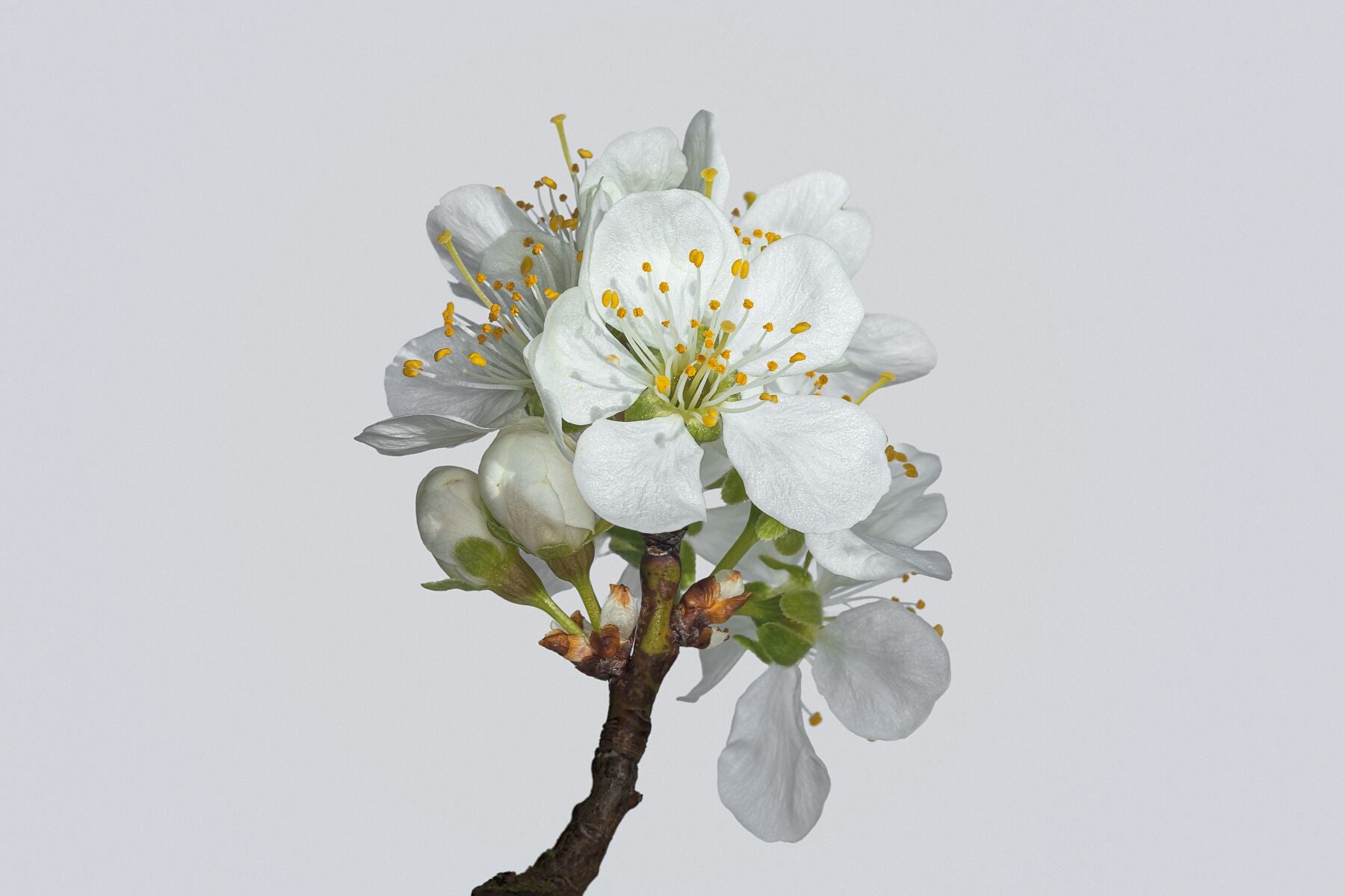 White Victoria Plum Blossom refined botanical photo portrait. This is the second of the pair.