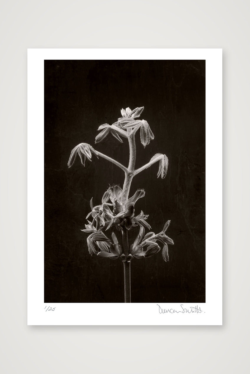 Horse Chestnut Stem No 2 — A2 (42×59cm, 17×23") Print only
