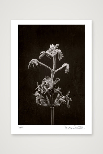 Horse Chestnut Stem No 2 — A2 (42×59cm, 17×23") Print only