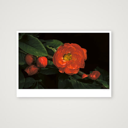 Flowering Japanese Quince — 100×70cm, 39×28" Print only