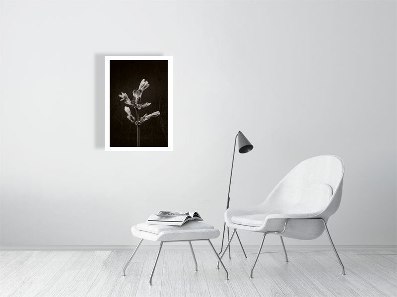 500×700mm giclée print of Horse Chestnut Stem No3 botanical photograph by Botanographia