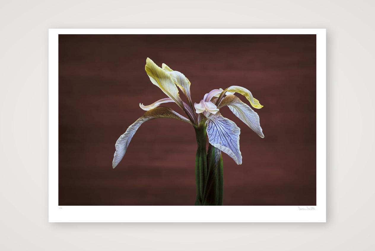 Stinking Iris — 100×70cm, 39×28" Print only