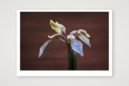 Stinking Iris — 100×70cm, 39×28" Print only