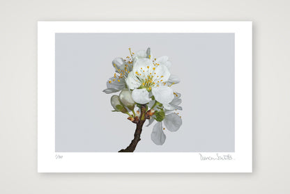 Victoria Plum Blossom No 2 — A2 (59×42cm, 23×17") Print only