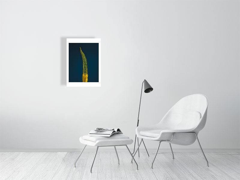 300×400mm giclée print of Foxtail Lily Stem botanical photograph by Botanographia