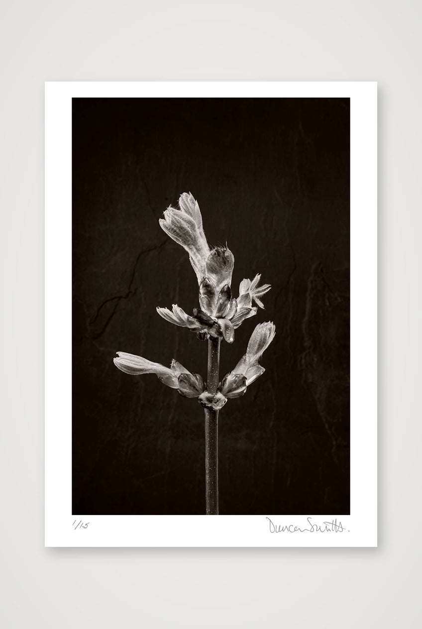Horse Chestnut Stem No 1 — 50×70cm, 20×28" Print only