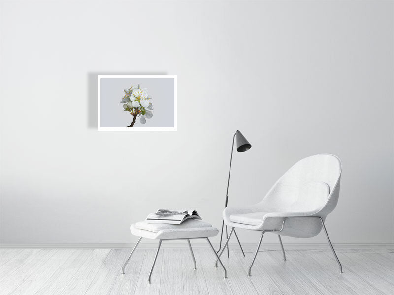A2 giclée print of Victoria Plum Blossom No2 botanical photograph by Botanographia