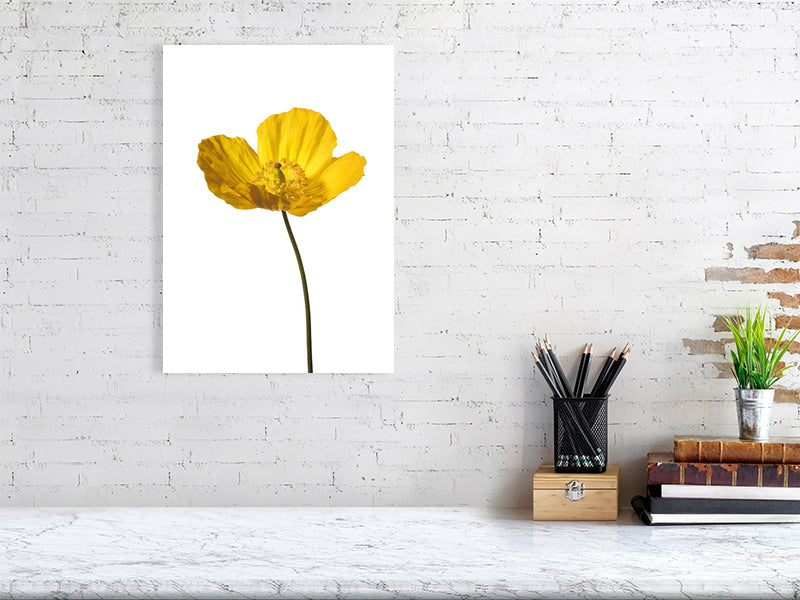 300 x 400 mm, 11.9 x 15.7 inches giclée print of Yellow Poppy No 2 botanical photograph by Botanographia