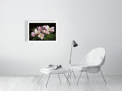 Example of medium framed photo of apple blossom with white chair and footstool in white room