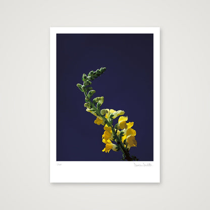 Snapdragon Stem — A4 (21×30cm, 8×12") Print only