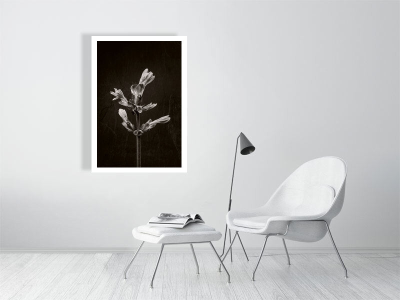 700×1000mm giclée print of Horse Chestnut Stem No3 botanical photograph by Botanographia