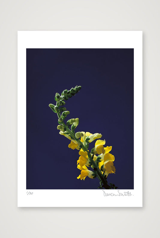 Snapdragon Stem — A2 (42×59cm, 17×23") Print only