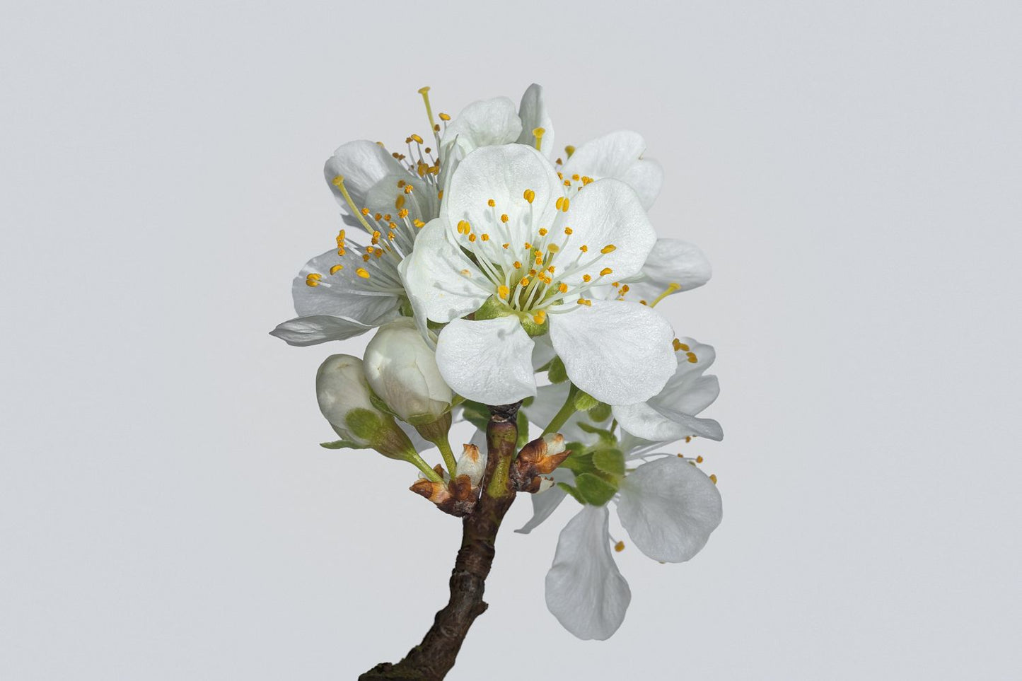 Plum Blossom No 2