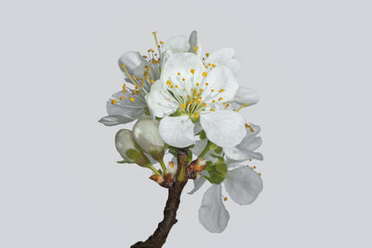 Plum Blossom No 2