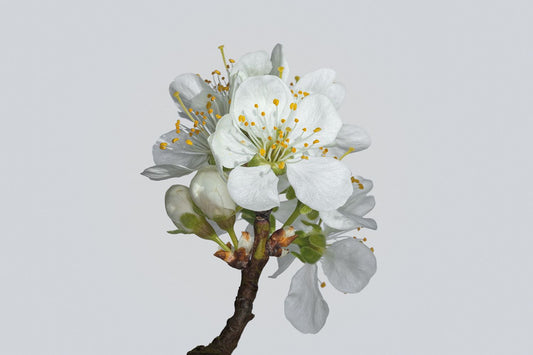 Plum Blossom No 2