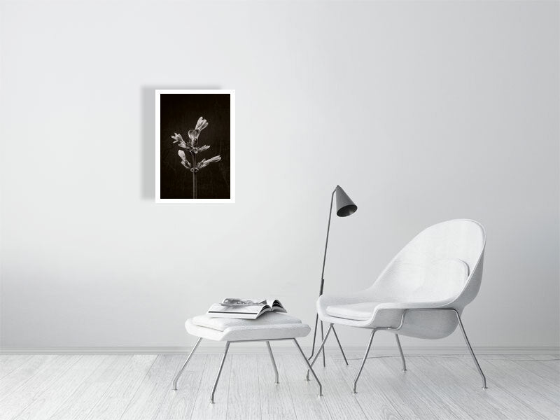 A2 giclée print of Horse Chestnut Stem No3 botanical photograph by Botanographia