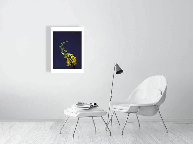 A4 giclée print of Snapdragon Stem botanical photograph by Botanographia