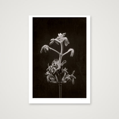 Horse Chestnut Stem No 2 — 70×100cm, 28×39" Print only