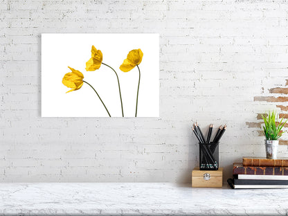 400 x 300 mm, 15.7 x 11.9 inches giclée print of Yellow Poppy Triplet botanical photograph by Botanographia