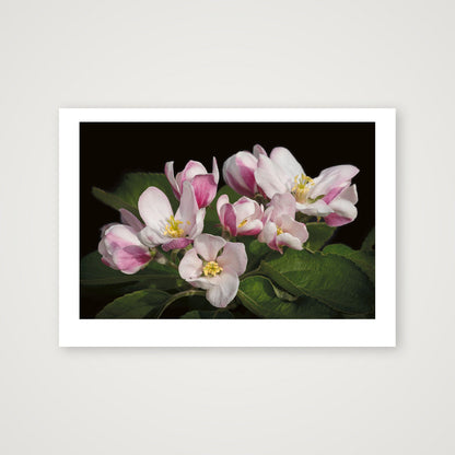 Apple Blossom — A4 (30×21cm, 12×8") Print only