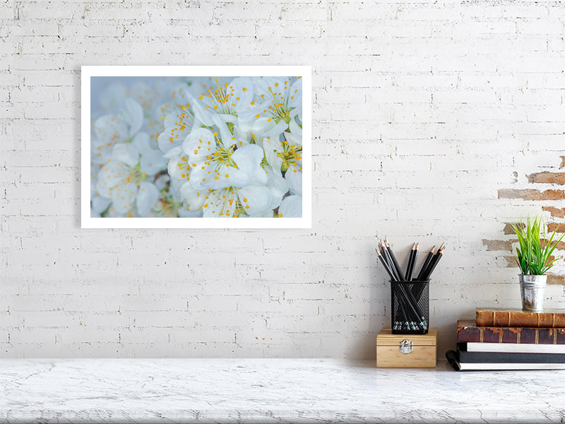 A3 giclée print of Plum Blossom Dew botanical photograph by Botanographia