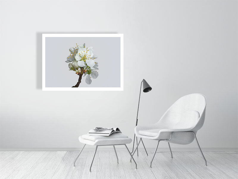 1000×700mm giclée print of Victoria Plum Blossom No2 botanical photograph by Botanographia