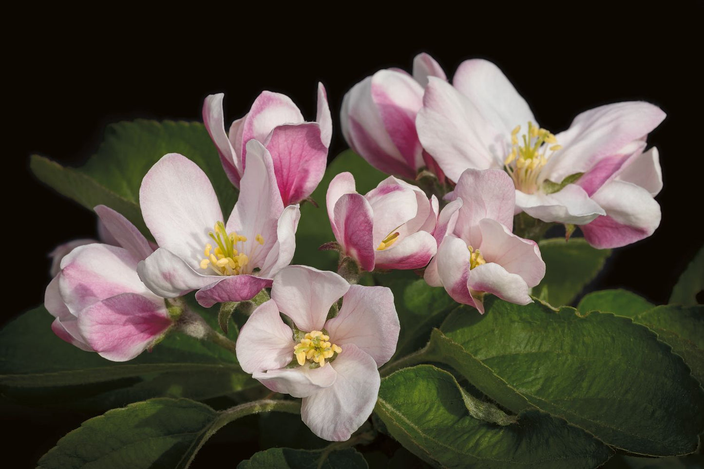 Apple Blossom